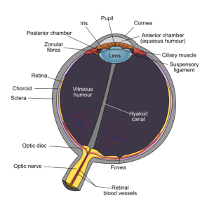 "Schematic diagram of the human eye en" by Rhcastilhos - Schematic_diagram_of_the_human_eye_with_English_annotations.svg. Licensed under Public Domain via Wikimedia Commons - http://commons.wikimedia.org/wiki/File:Schematic_diagram_of_the_human_eye_en.svg#/media/File:Schematic_diagram_of_the_human_eye_en.svg